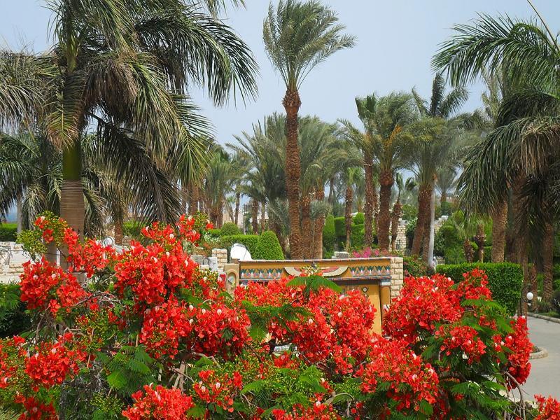 Jasmine Village Hurghada Exterior photo